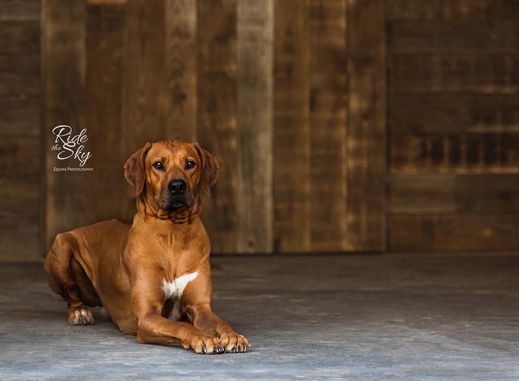 Rhodesian Ridgeback Dog Picture in Barn in Dalton Georgia from the image portfolio of Ride the Sky Equine Photography