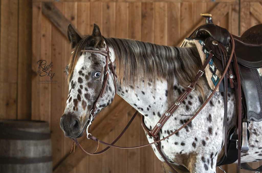 Leopard Appaloosa Horse Image Pictured at the Florida Agricultural Museum by Ride the Sky Equine Photography