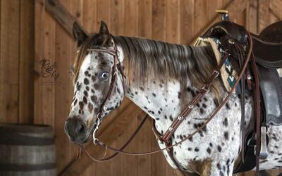 The Complete Resource List for Horse Owners in Chattanooga, TN