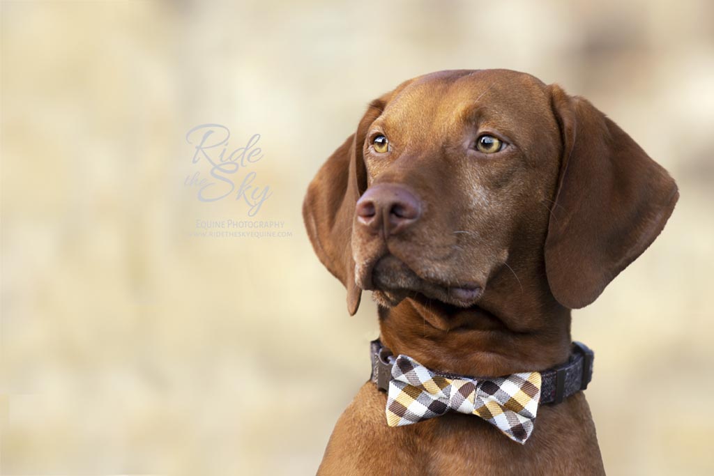 Viszla Dog Portrait wearing bow tie in Chattanooga, Tennessee