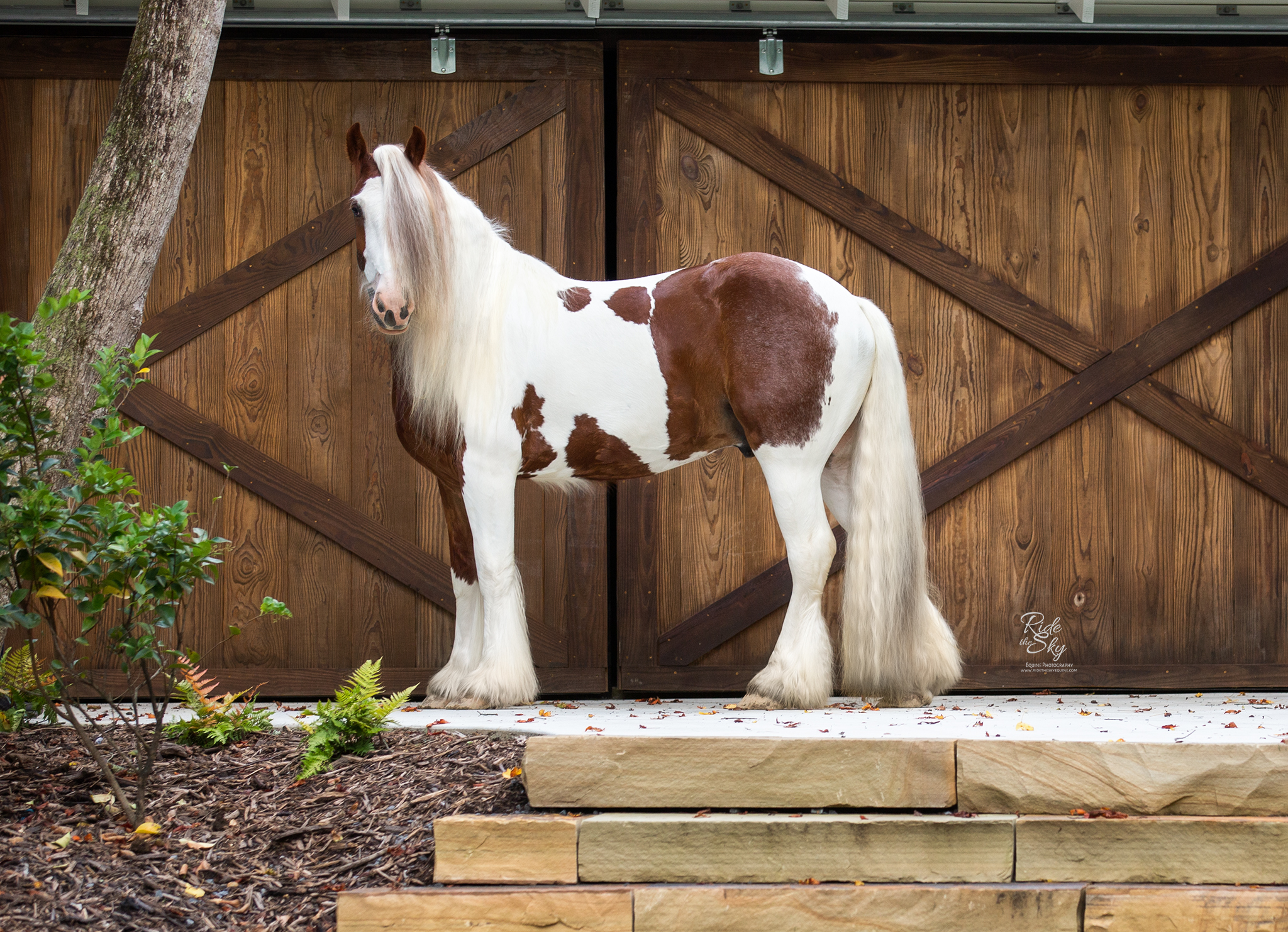 Gypsy Vanner Horse posed in front of barn door