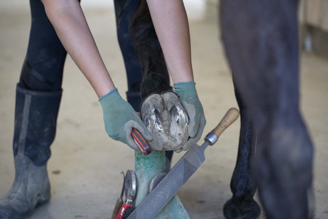 Barefoot Trimmer for Horses - Ride the Sky Equine Photography