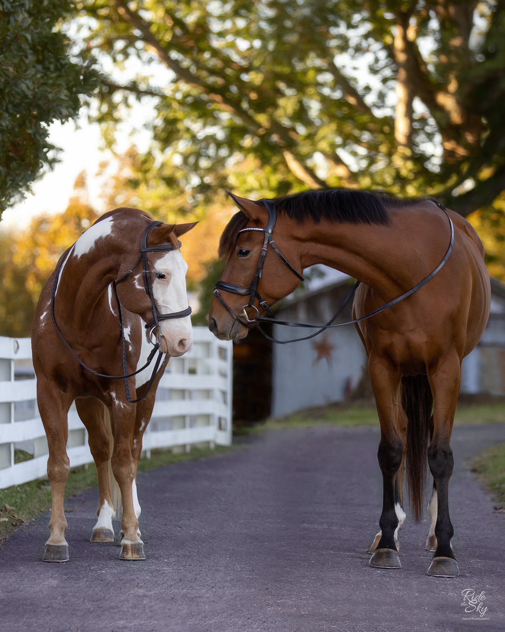 portrait of paint horse and thoroughbred touching noses 