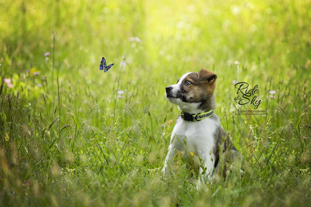 Puppy with Butterfly Pet Portrait in Chattanooga TN