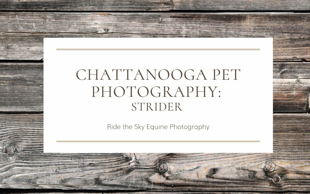 Chattanooga Pet Photography: Strider the Vizsla