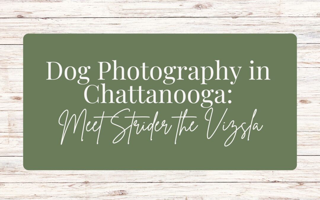 Dog Photography in Chattanooga: Meet Strider the Vizsla