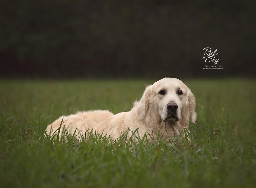 English Cream Golden Retriever Dog photographed in Field