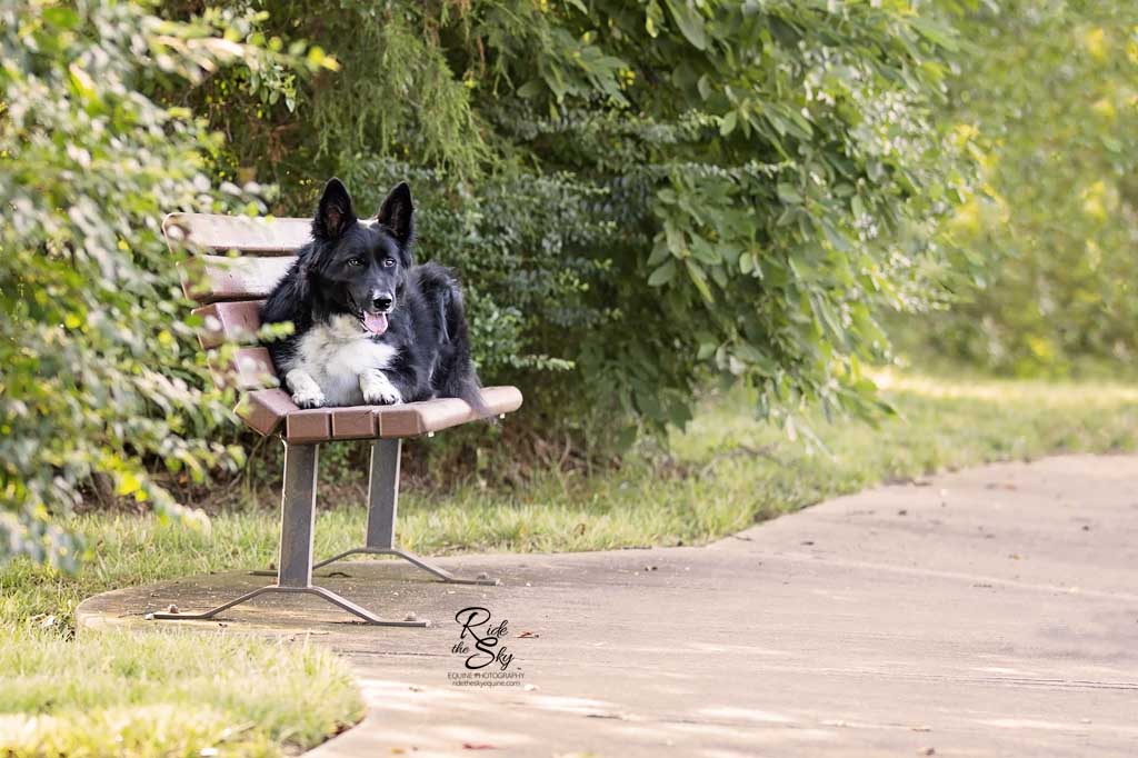 Dog laying on bench in park in Chattanooga Tennessee