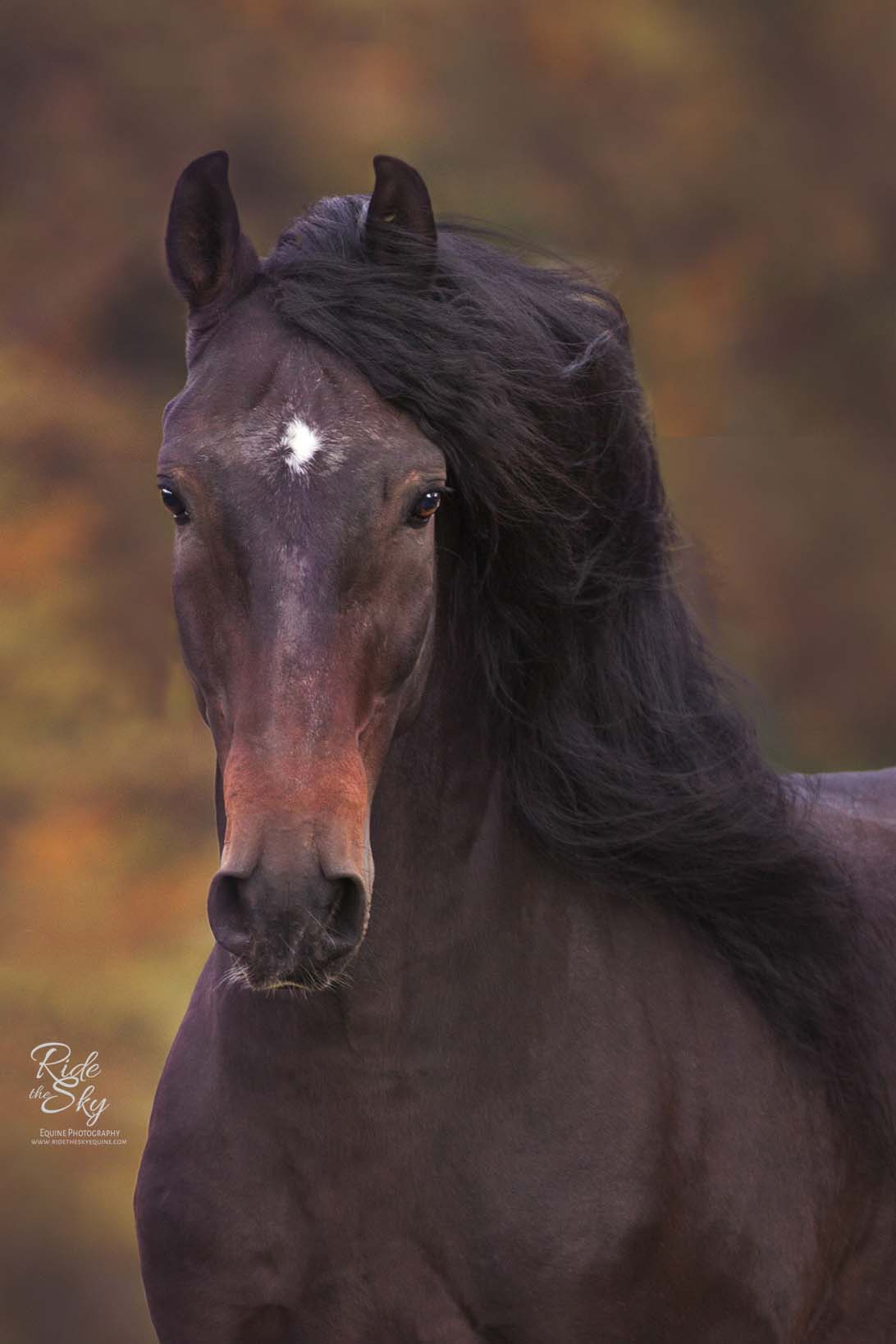 Why Should you Hire a Horse Photographer?