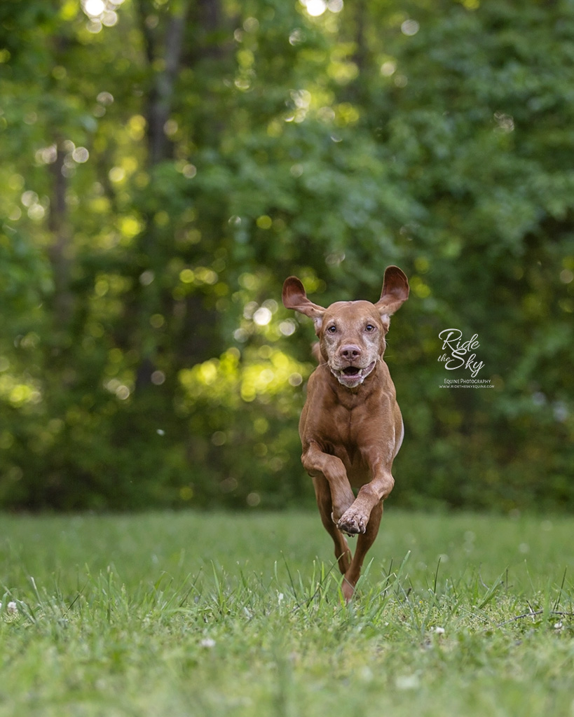 Vizsla Dog running in field in summer in Chattanooga