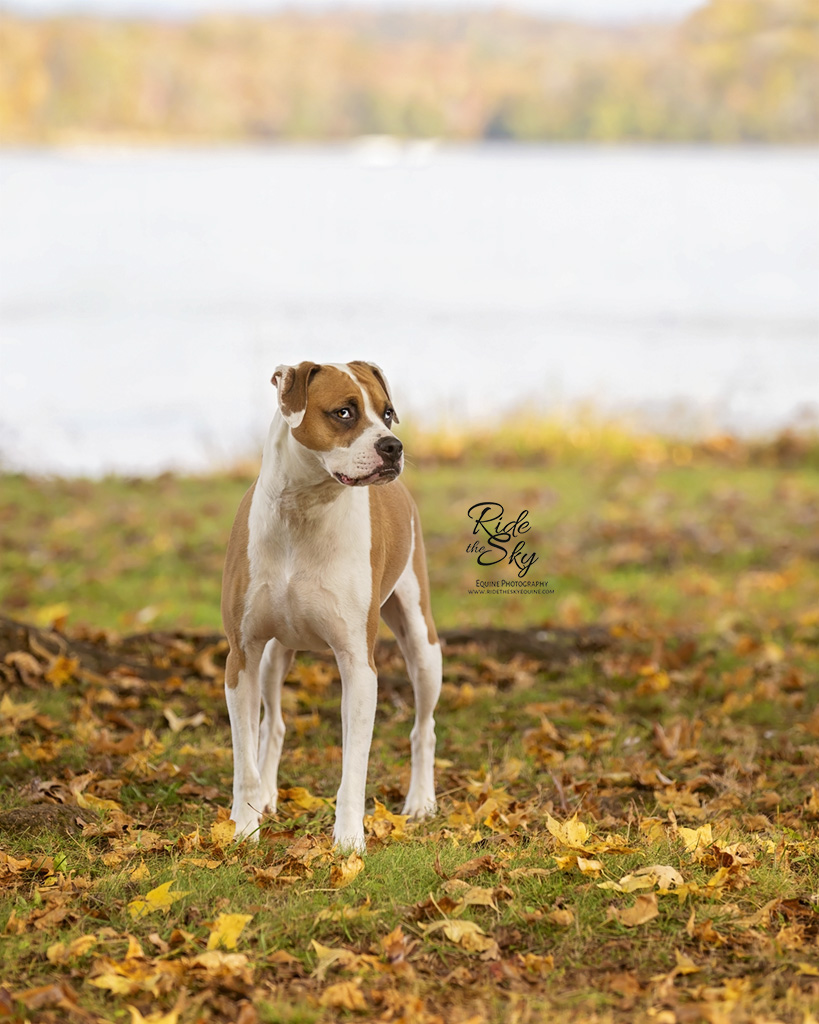 Boxer Dog photographed in front of lake in fall in Chester Frost Park in Tennessee