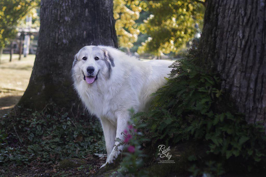 Boone, Great Pyrenees Dog standing in the trees