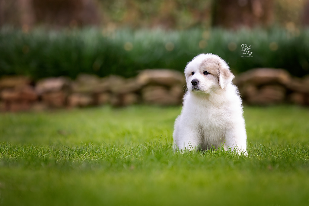 Great Pyrenees puppy in front of flower bed in spring in Chattanooga, Tennessee