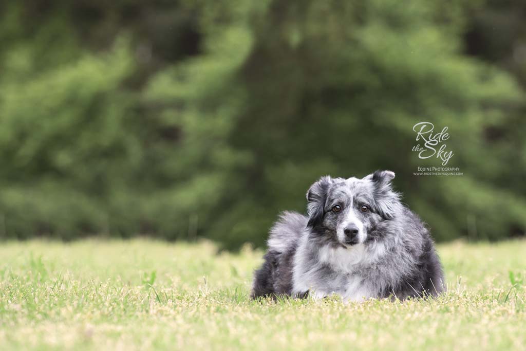 Dog picture in field