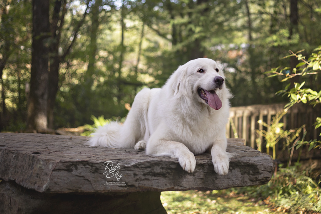 Outdoor Portrait of Great Pyrenees Dog at Black Fox Pet Resort in Cleveland, TN