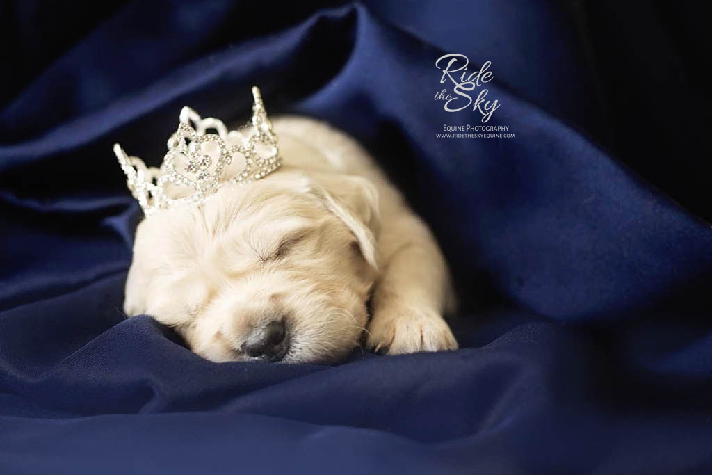 Puppy wearing crown