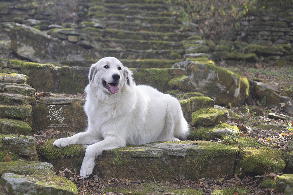 Great Pyrenees Dog on Stone Stairs in Chattanooga, TN