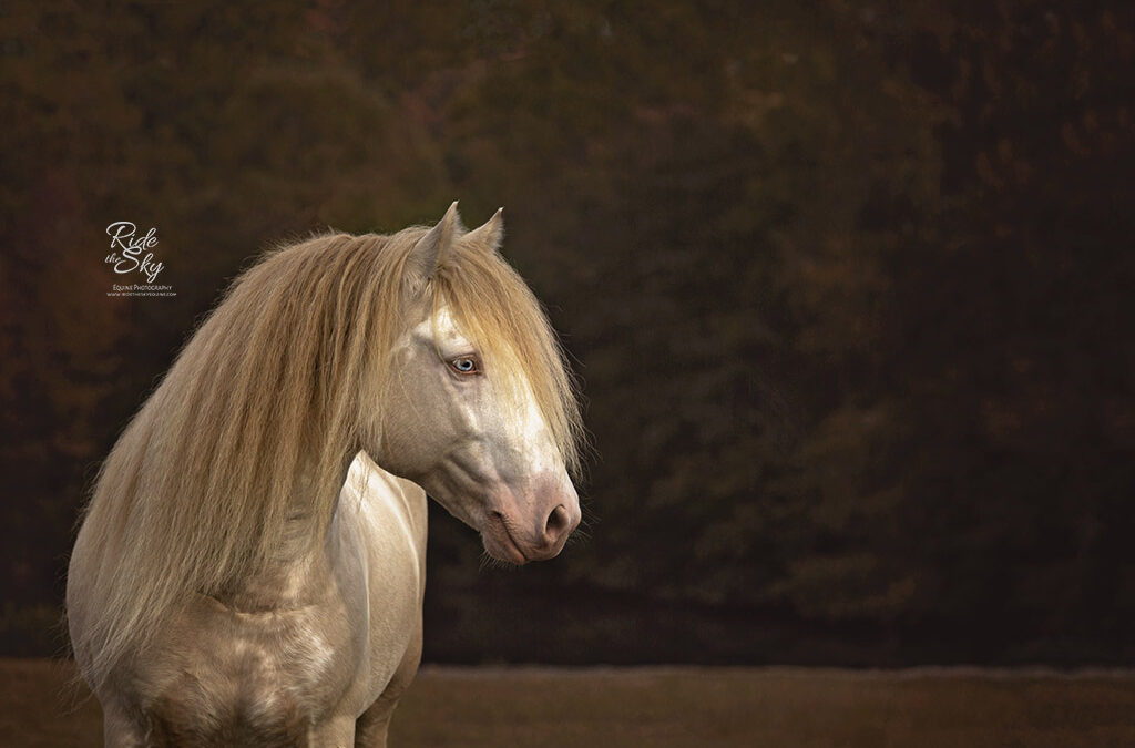 The Ultimate Guide to Horse Photography in Chattanooga, Tennessee