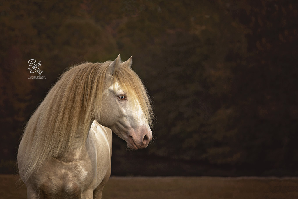 Gypsy Vanner Horse Standing in Field