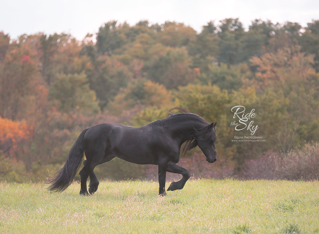 Baby Friesian Horse