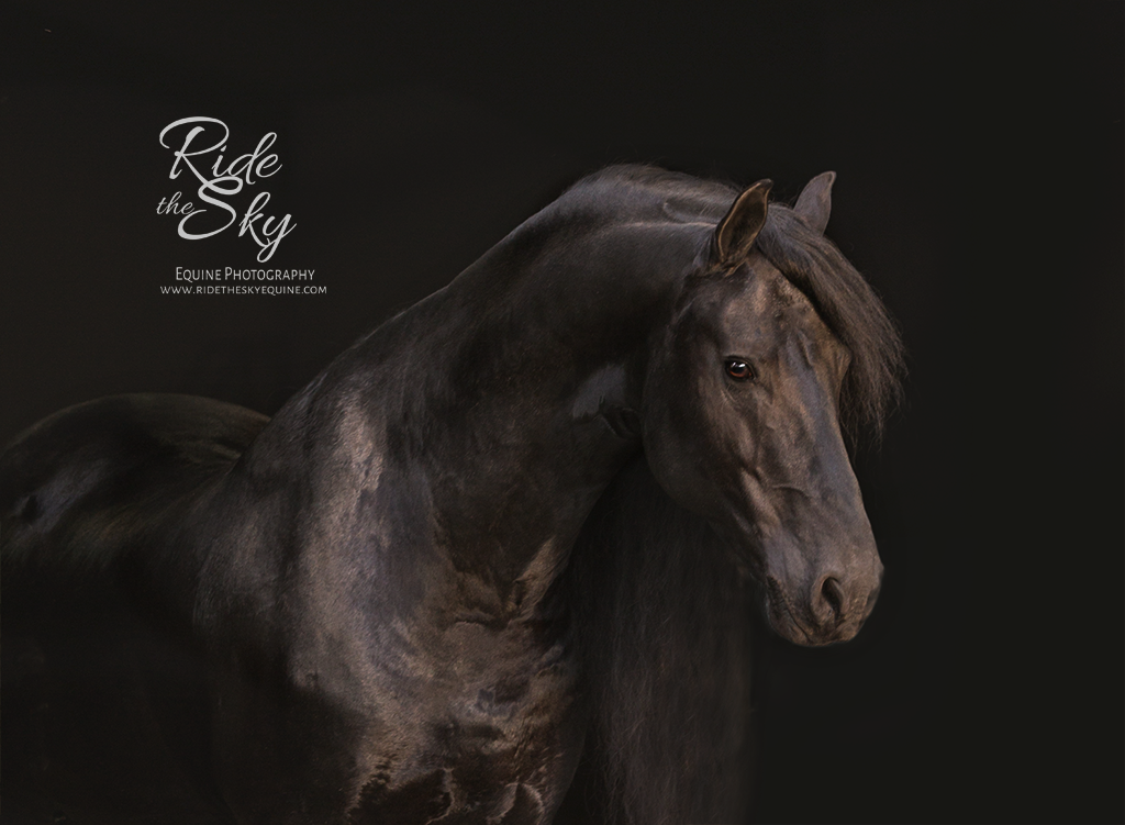 Horse Photography: Friesian Horses - Ride the Sky Equine Photography