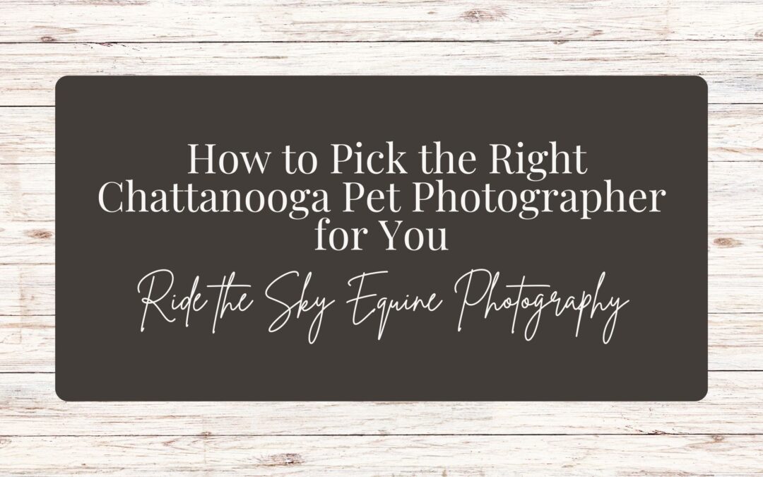 How to Pick the Right Chattanooga Pet Photographer for You