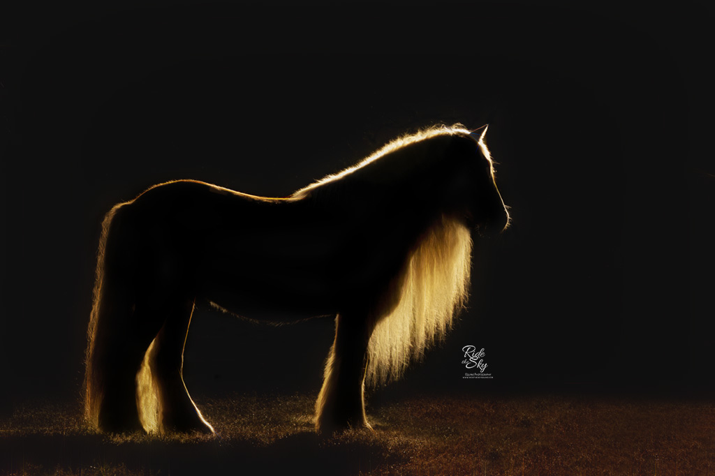 Gypsy Vanner Horse in Rim Light Silhouette