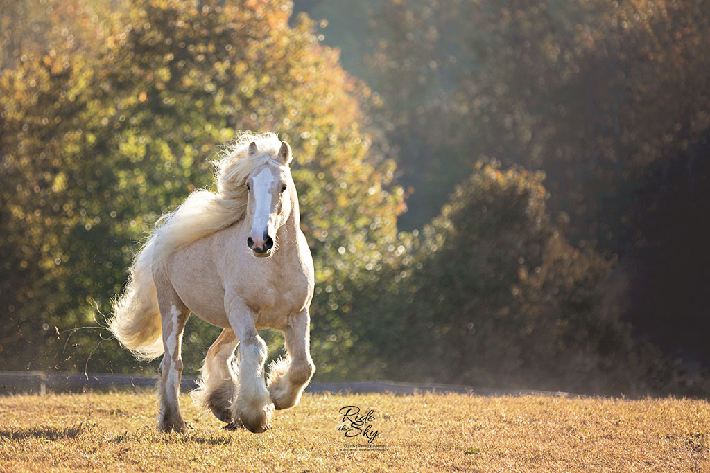 gypsy vanner horses