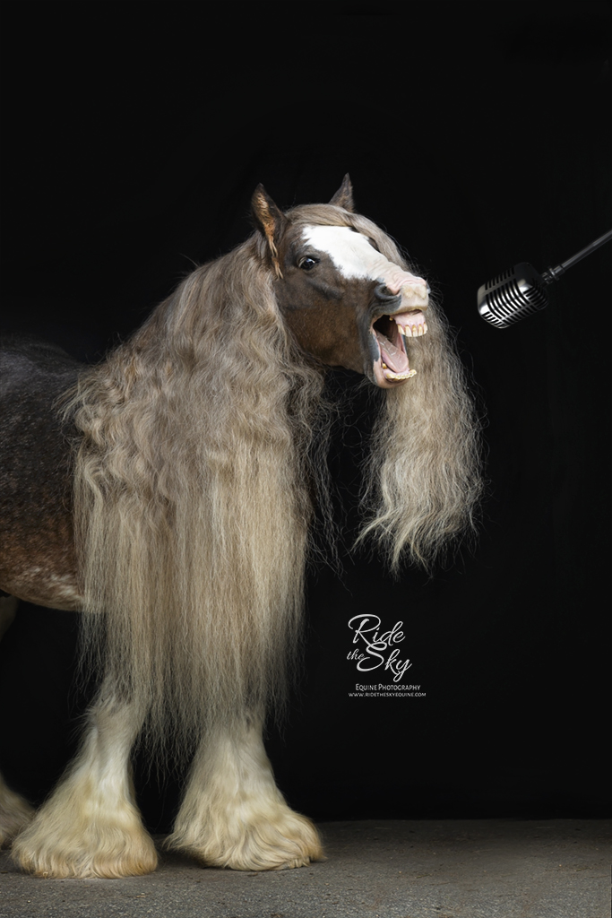 Portrait of Gypsy Cob Stallion Singing in Microphone