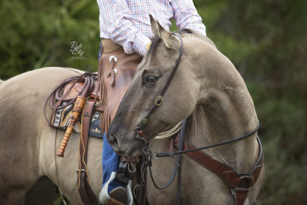 Florida Cracker Cowboy on Horse