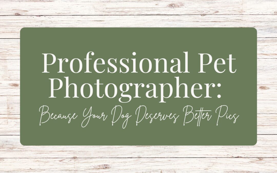 Professional Pet Photographer: Because Your Dog Deserves Better Pics