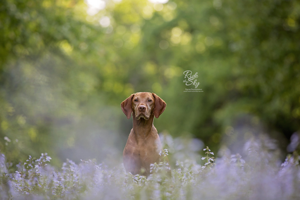 Vizsla Dog photographed in purple flower field