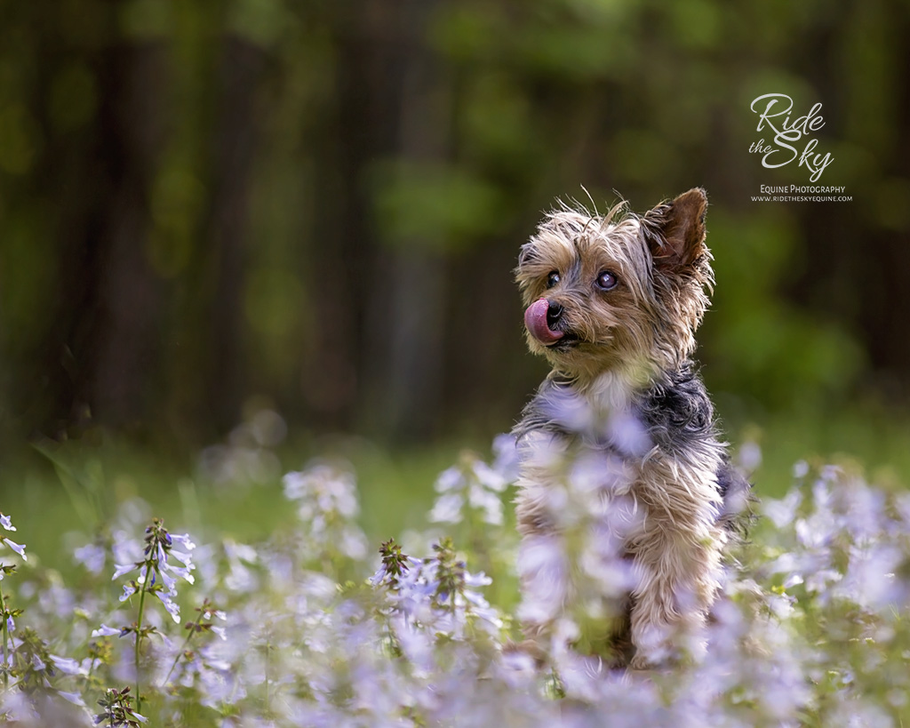 Yorkshire Terrier in purple flower field in Chattanooga