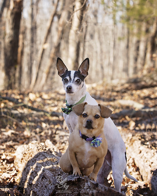 2 dogs posed on fallen tree in Enterprise South Nature Park 