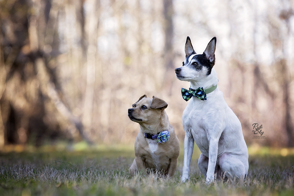 Two dogs photographed in winter