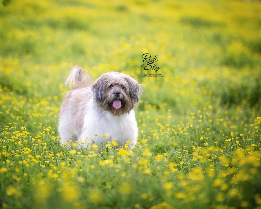 Dog photographed in yellow flower field