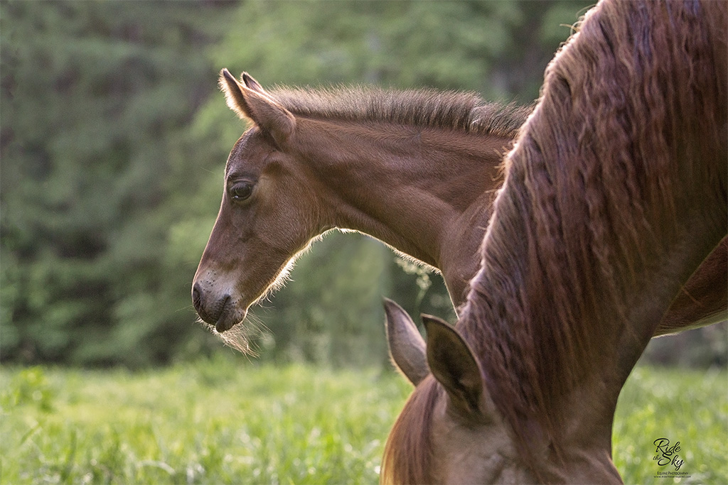 Image of a foal and a mare taken for a horse breeding business in North Georgia by Ride the Sky Equine Photography