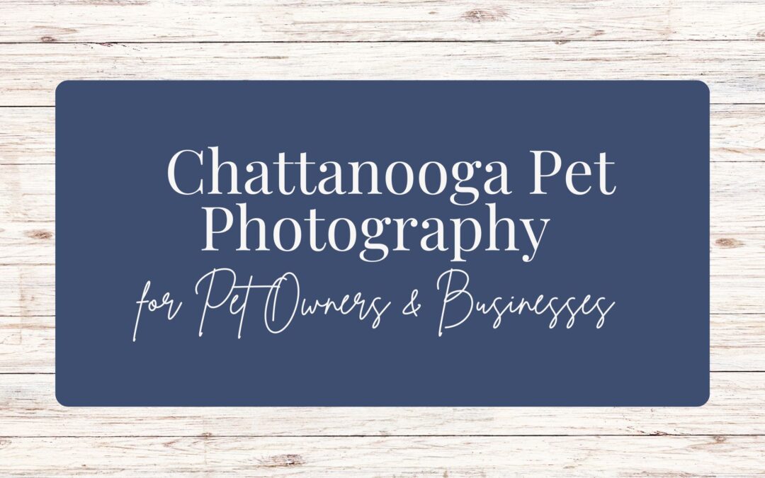 Chattanooga Pet Photography for Pet Owners and Businesses