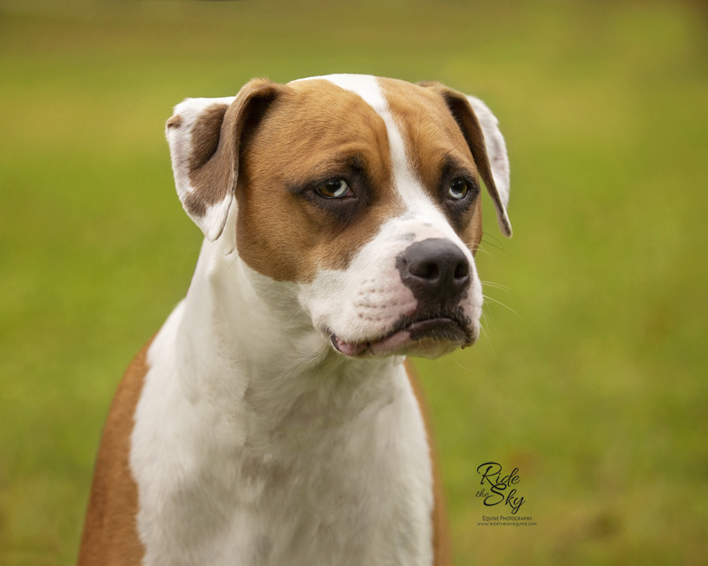 Boxer Dog Photographed in Fall in Chattanooga TN