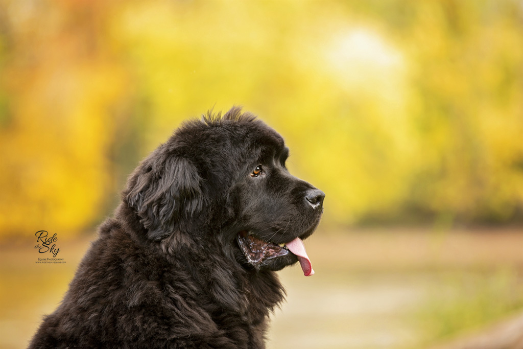 Newfoundland Dog Closeup in Fall