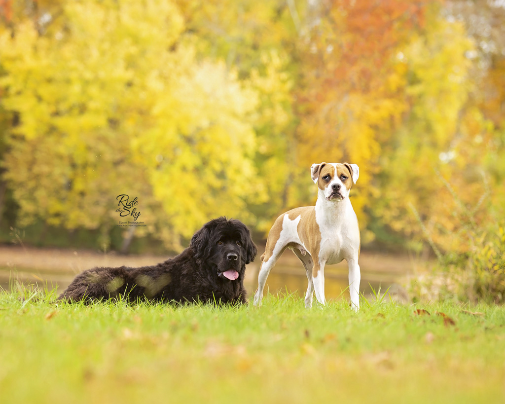 Newfoundland Dog and Boxer Dog Photographed at Chester Frost Park