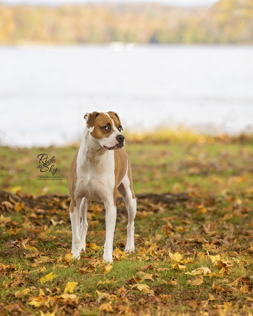 Boxer Dog Portrait in front of Lake in Fall