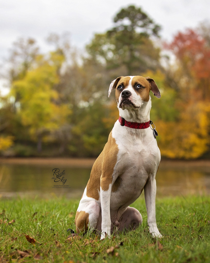 Portrait of Boxer Dog in Chattanooga TN