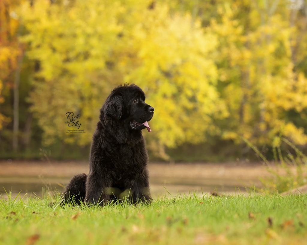 Newfoundland Dog Portrait in Fall at Chester Frost Park