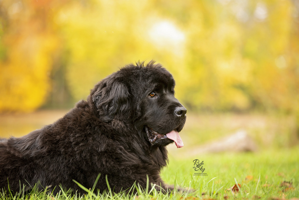 Newfoundland Dog Portrait