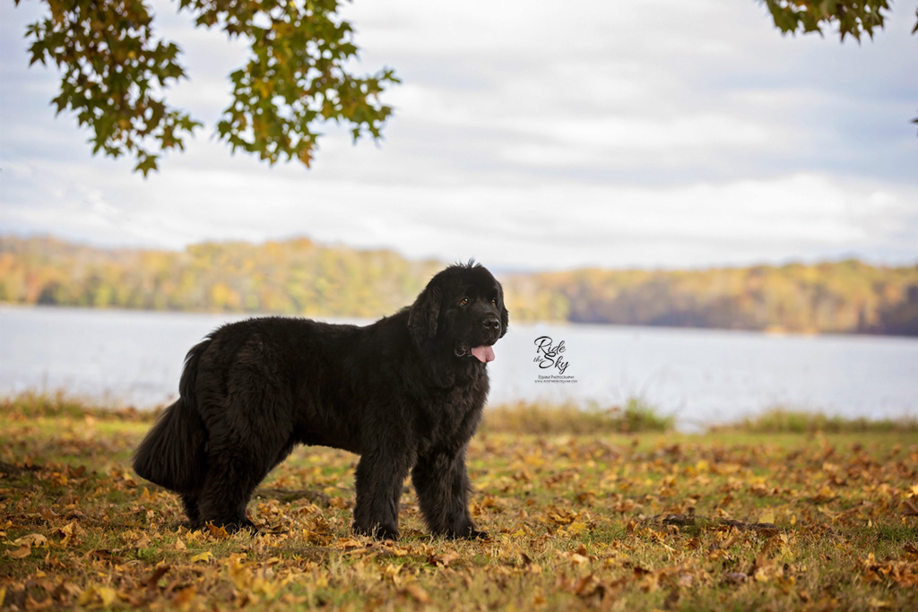 Pet Photography of Newfoundland Dog in Hixson Tennessee