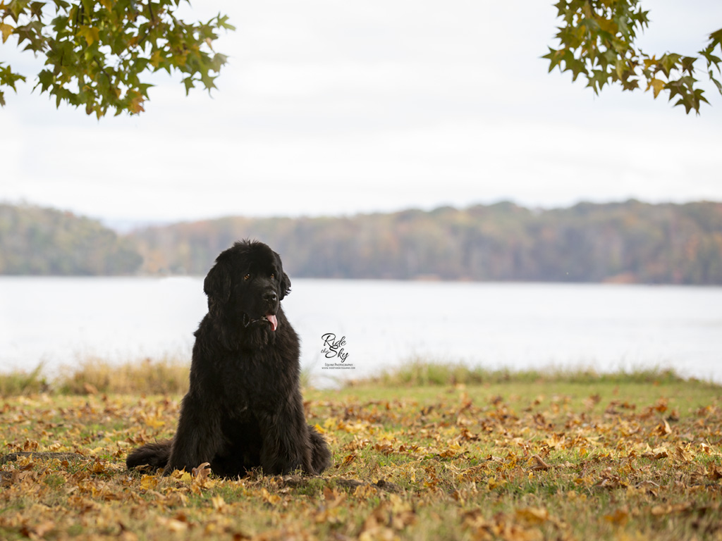 Newfoundland Dog in front of lake in Soddy Daisy Tennessee