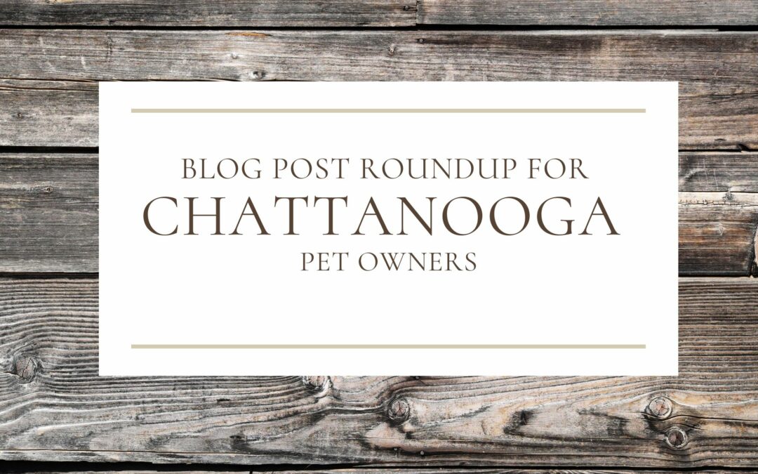 Blog Post Roundup for Chattanooga Pet Owners