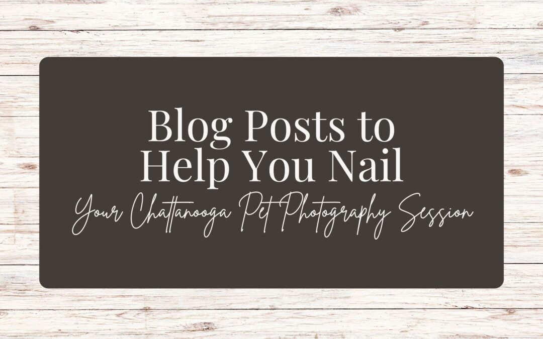 Blog Posts to Help You Nail Your Chattanooga Pet Photography Session