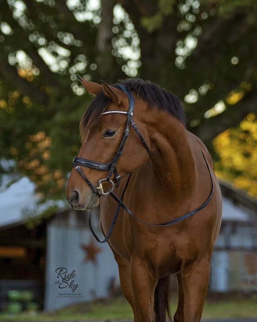 Off-the-Track Thoroughbred Horse Portrait in Chattanooga Tennessee